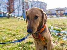 MANU, Hund, Mischlingshund in Bulgarien - Bild 4