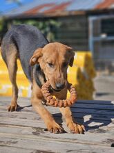 MANU, Hund, Mischlingshund in Bulgarien - Bild 5