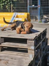 MANU, Hund, Mischlingshund in Bulgarien - Bild 7