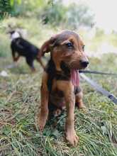 MANU, Hund, Mischlingshund in Bulgarien - Bild 8