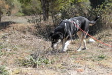 TITIKA, Hund, Siberian Husky-Mix in Griechenland - Bild 2