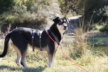 TITIKA, Hund, Siberian Husky-Mix in Griechenland - Bild 5