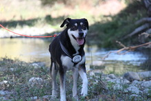 TITIKA, Hund, Siberian Husky-Mix in Griechenland - Bild 6