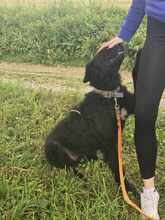 FABIA, Hund, Puli-Mix in Bosnien und Herzegowina - Bild 4