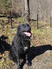 FABIA, Hund, Puli-Mix in Bosnien und Herzegowina - Bild 6