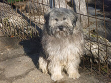 MARSHAL, Hund, Mischlingshund in Bulgarien - Bild 1