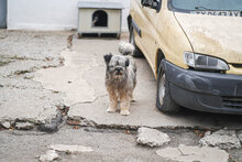 MARSHAL, Hund, Mischlingshund in Bulgarien - Bild 10