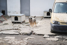 MARSHAL, Hund, Mischlingshund in Bulgarien - Bild 11