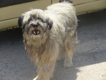 MARSHAL, Hund, Mischlingshund in Bulgarien - Bild 12