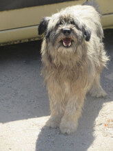 MARSHAL, Hund, Mischlingshund in Bulgarien - Bild 13