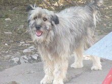 MARSHAL, Hund, Mischlingshund in Bulgarien - Bild 14