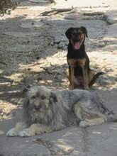 MARSHAL, Hund, Mischlingshund in Bulgarien - Bild 15