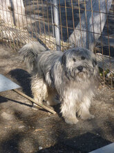 MARSHAL, Hund, Mischlingshund in Bulgarien - Bild 2