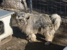 MARSHAL, Hund, Mischlingshund in Bulgarien - Bild 3