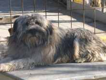 MARSHAL, Hund, Mischlingshund in Bulgarien - Bild 4