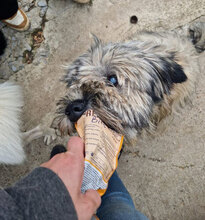 MARSHAL, Hund, Mischlingshund in Bulgarien - Bild 6