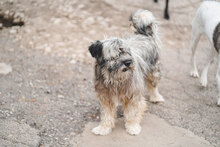 MARSHAL, Hund, Mischlingshund in Bulgarien - Bild 8