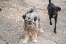 MARSHAL, Hund, Mischlingshund in Bulgarien - Bild 9