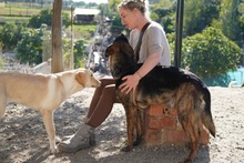 LUO, Hund, Herdenschutzhund-Mix in Spanien - Bild 10