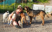 LUO, Hund, Herdenschutzhund-Mix in Spanien - Bild 11