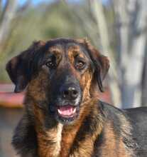 LUO, Hund, Herdenschutzhund-Mix in Spanien - Bild 12