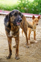 LUO, Hund, Herdenschutzhund-Mix in Spanien - Bild 13