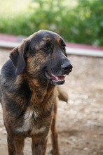 LUO, Hund, Herdenschutzhund-Mix in Spanien - Bild 14