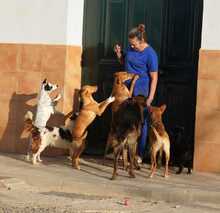 LUO, Hund, Herdenschutzhund-Mix in Spanien - Bild 15