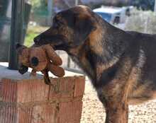 LUO, Hund, Herdenschutzhund-Mix in Spanien - Bild 3