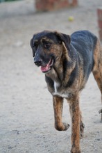 LUO, Hund, Herdenschutzhund-Mix in Spanien - Bild 4