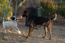 LUO, Hund, Herdenschutzhund-Mix in Spanien - Bild 5