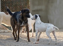 LUO, Hund, Herdenschutzhund-Mix in Spanien - Bild 6