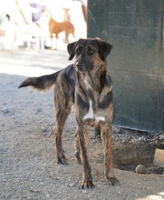 LUO, Hund, Herdenschutzhund-Mix in Spanien - Bild 7