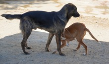 LUO, Hund, Herdenschutzhund-Mix in Spanien - Bild 8