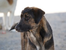 LUO, Hund, Herdenschutzhund-Mix in Spanien - Bild 9