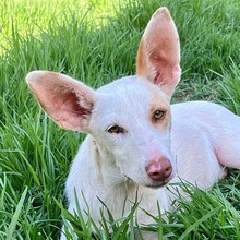 MALTE, Hund, Podenco in Spanien - Bild 1