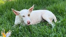 MALTE, Hund, Podenco in Spanien - Bild 2