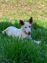 MALTE, Hund, Podenco in Spanien - Bild 3