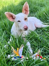 MALTE, Hund, Podenco in Spanien - Bild 4