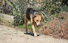 BELLA, Hund, Mischlingshund in Italien - Bild 5