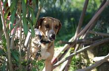 BELLA, Hund, Mischlingshund in Italien - Bild 6