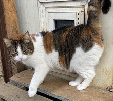 SOUNA, Katze, Europäisch Kurzhaar in Hausen