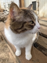 SOUNA, Katze, Europäisch Kurzhaar in Hausen - Bild 11