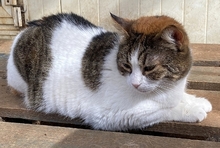 SOUNA, Katze, Europäisch Kurzhaar in Hausen - Bild 3