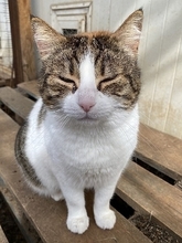 SOUNA, Katze, Europäisch Kurzhaar in Hausen - Bild 5