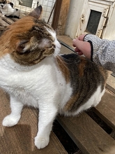 SOUNA, Katze, Europäisch Kurzhaar in Hausen - Bild 6