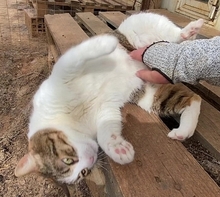 SOUNA, Katze, Europäisch Kurzhaar in Hausen - Bild 7