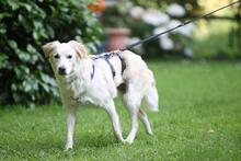 PANINA, Hund, Mischlingshund in Waltrop - Bild 12