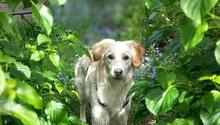 PANINA, Hund, Mischlingshund in Waltrop - Bild 2