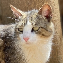 ARON, Katze, Europäisch Kurzhaar in Hausen